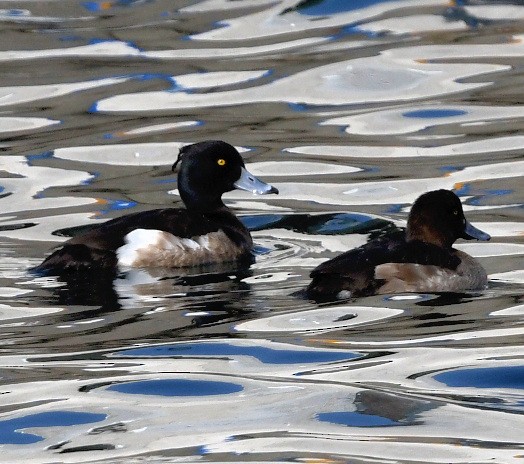 Tufted Duck - ML619207662
