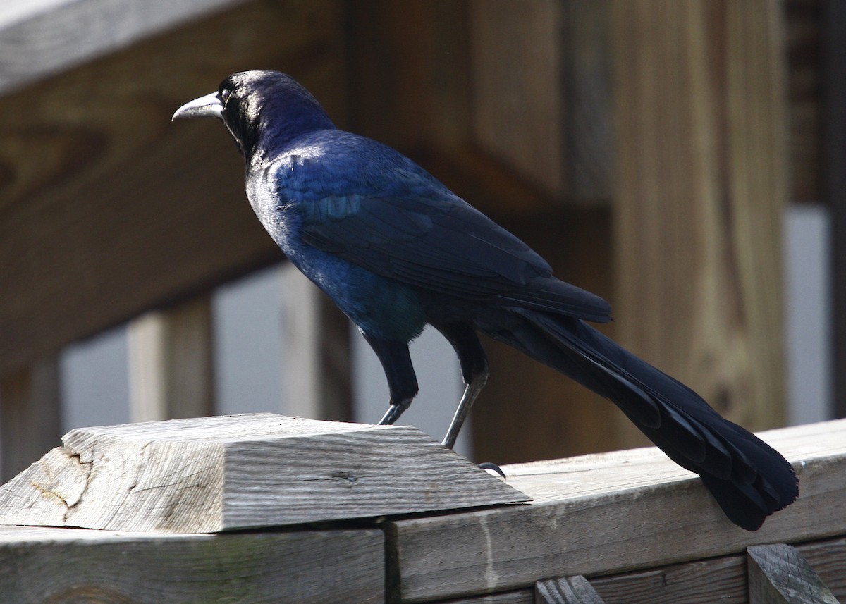 Boat-tailed Grackle - ML619207687