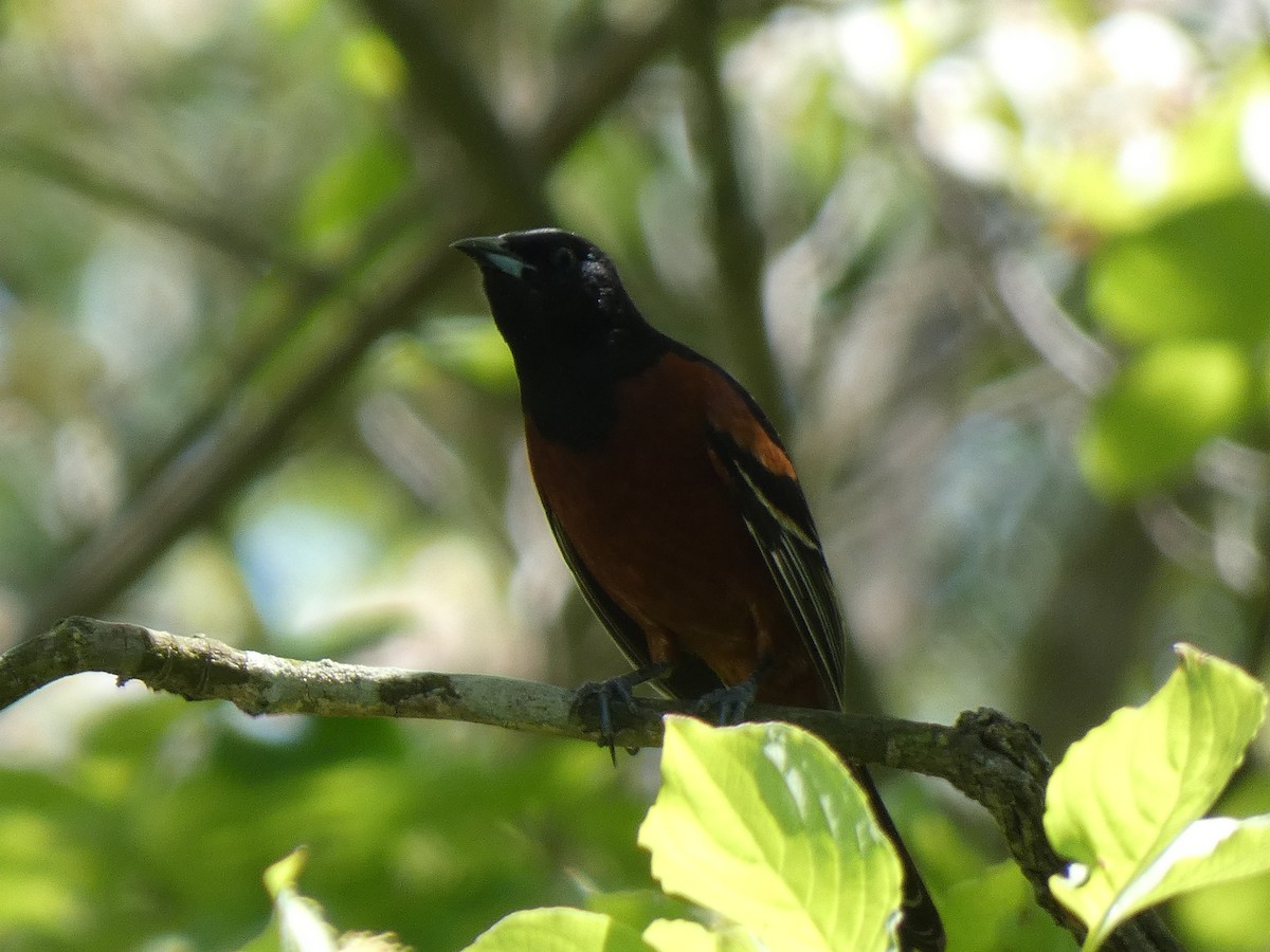 Orchard Oriole - ML619207694