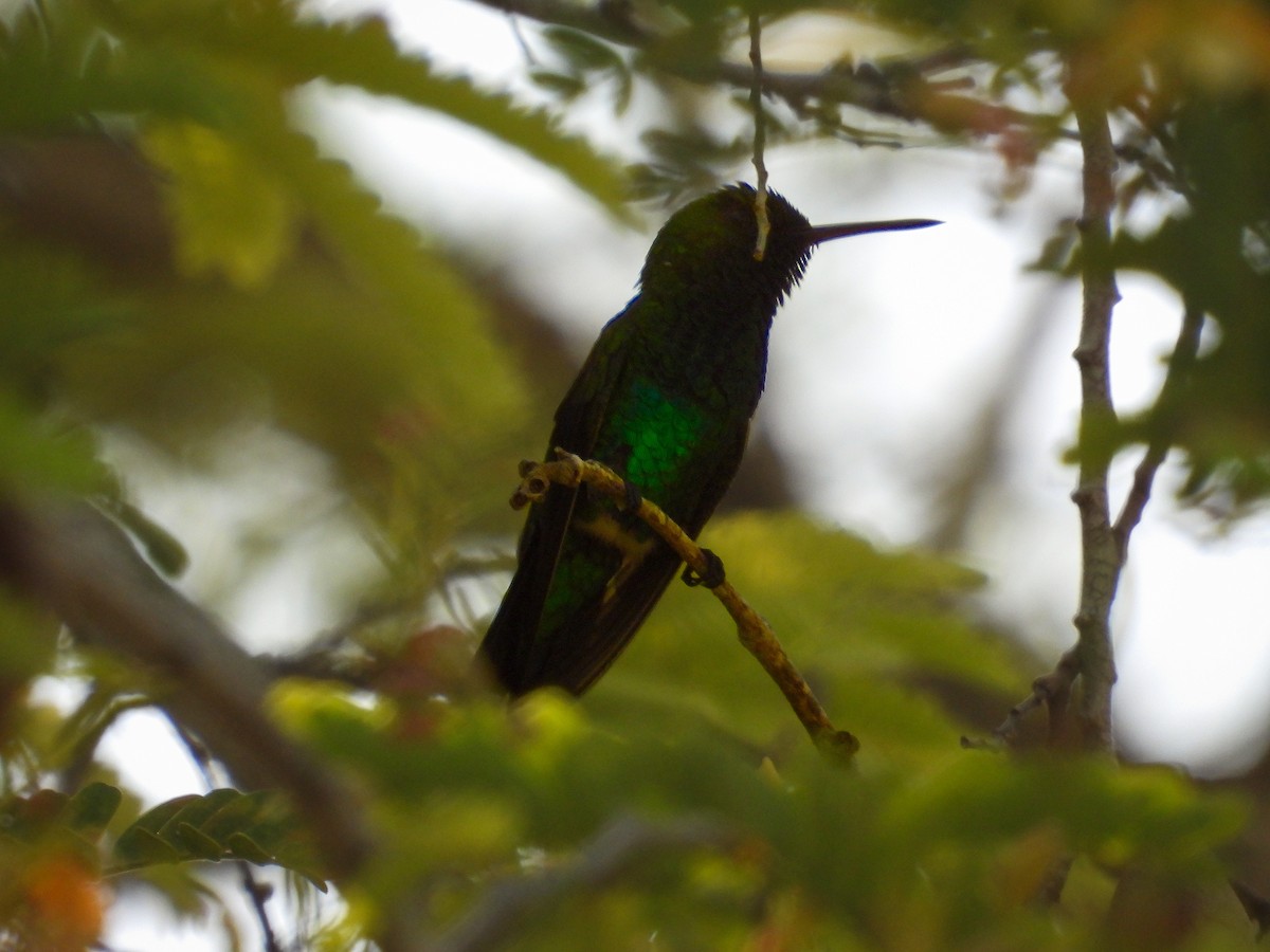 Shining-green Hummingbird - ML619207743