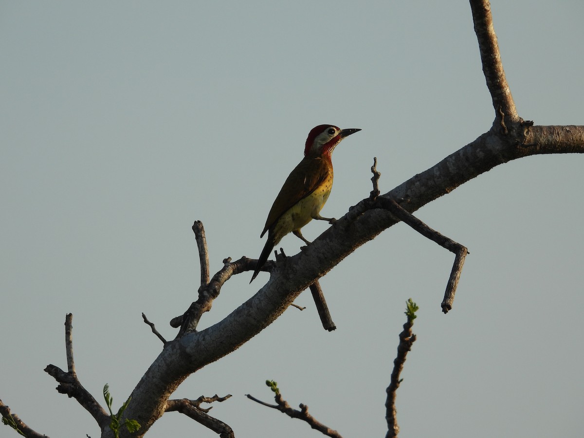 Spot-breasted Woodpecker - ML619207764