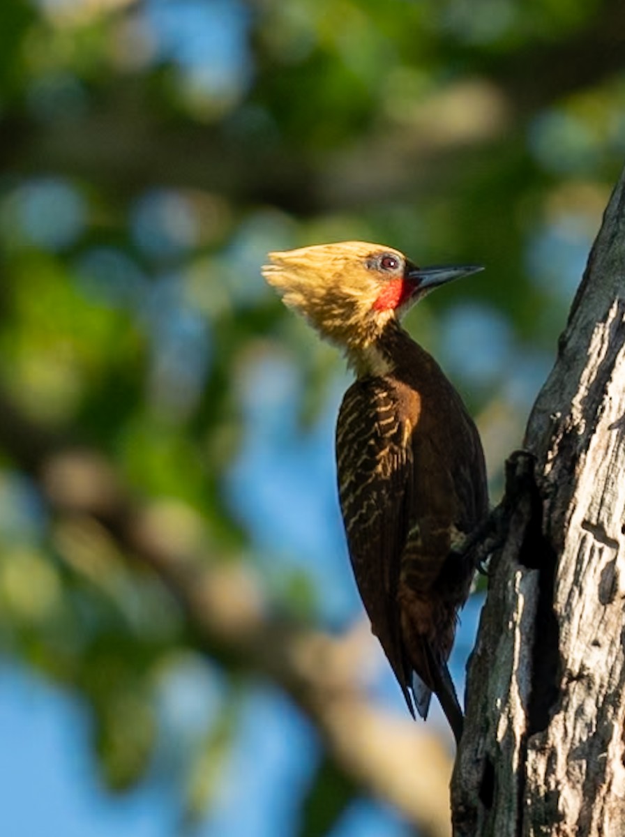 Pale-crested Woodpecker - ML619207777