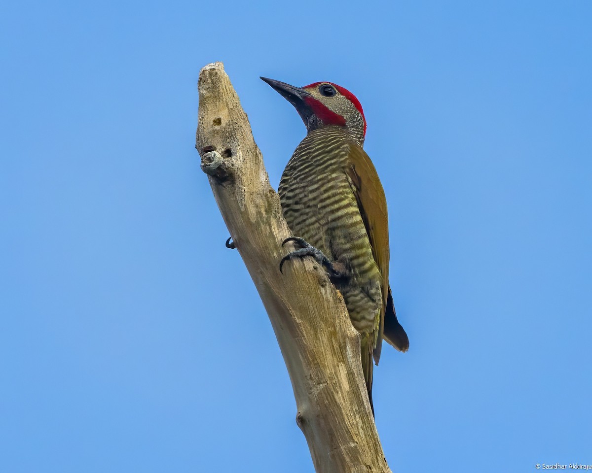Golden-olive Woodpecker - ML619207798