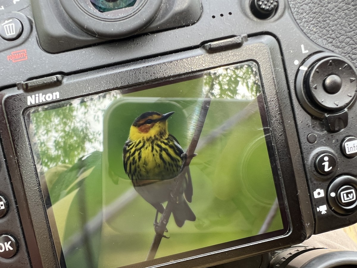 Cape May Warbler - ML619207800
