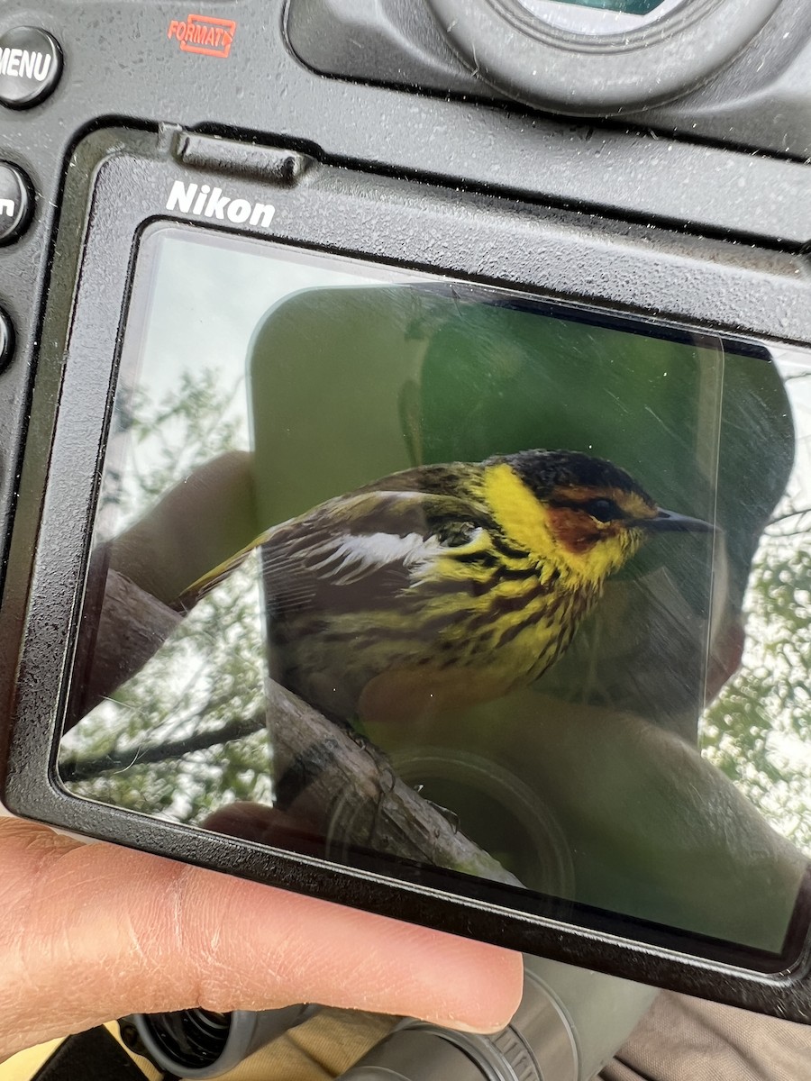 Cape May Warbler - ML619207801