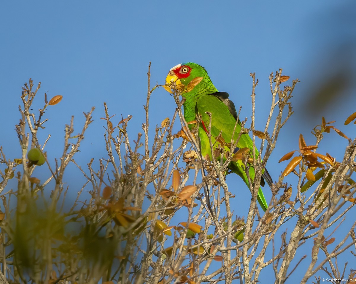 White-fronted Parrot - ML619207805