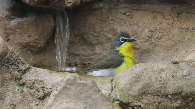 Yellow-breasted Chat - ML619207838