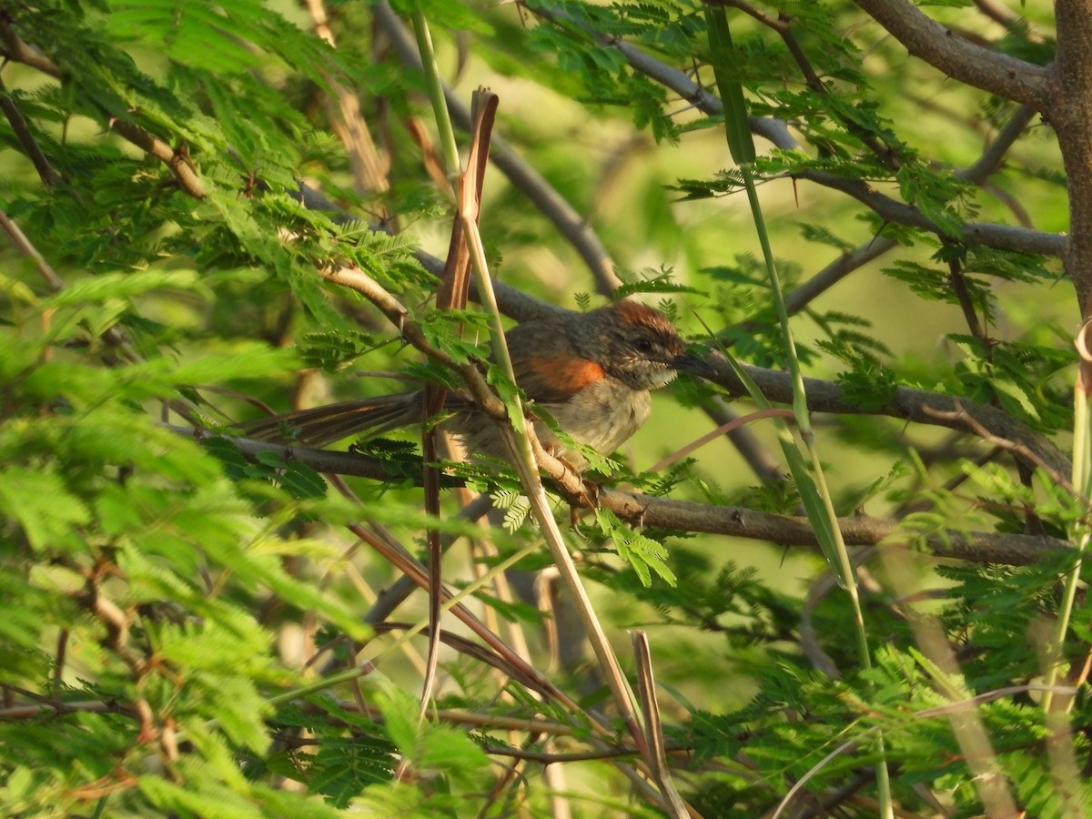 Pale-breasted Spinetail - ML619207865