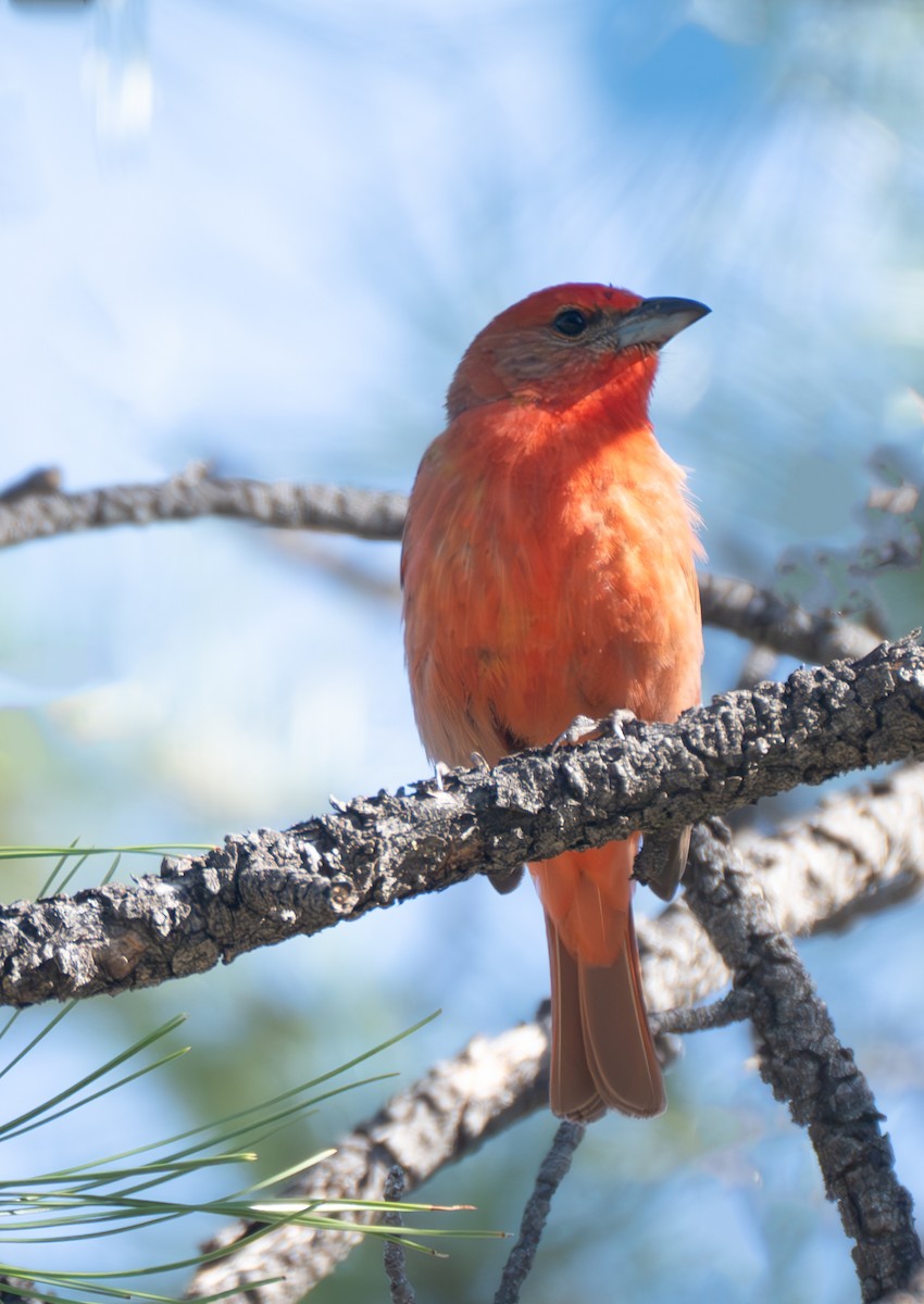 Hepatic Tanager - ML619207906