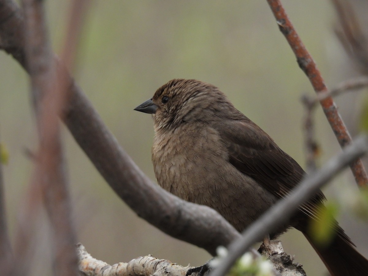 Brown-headed Cowbird - ML619207919