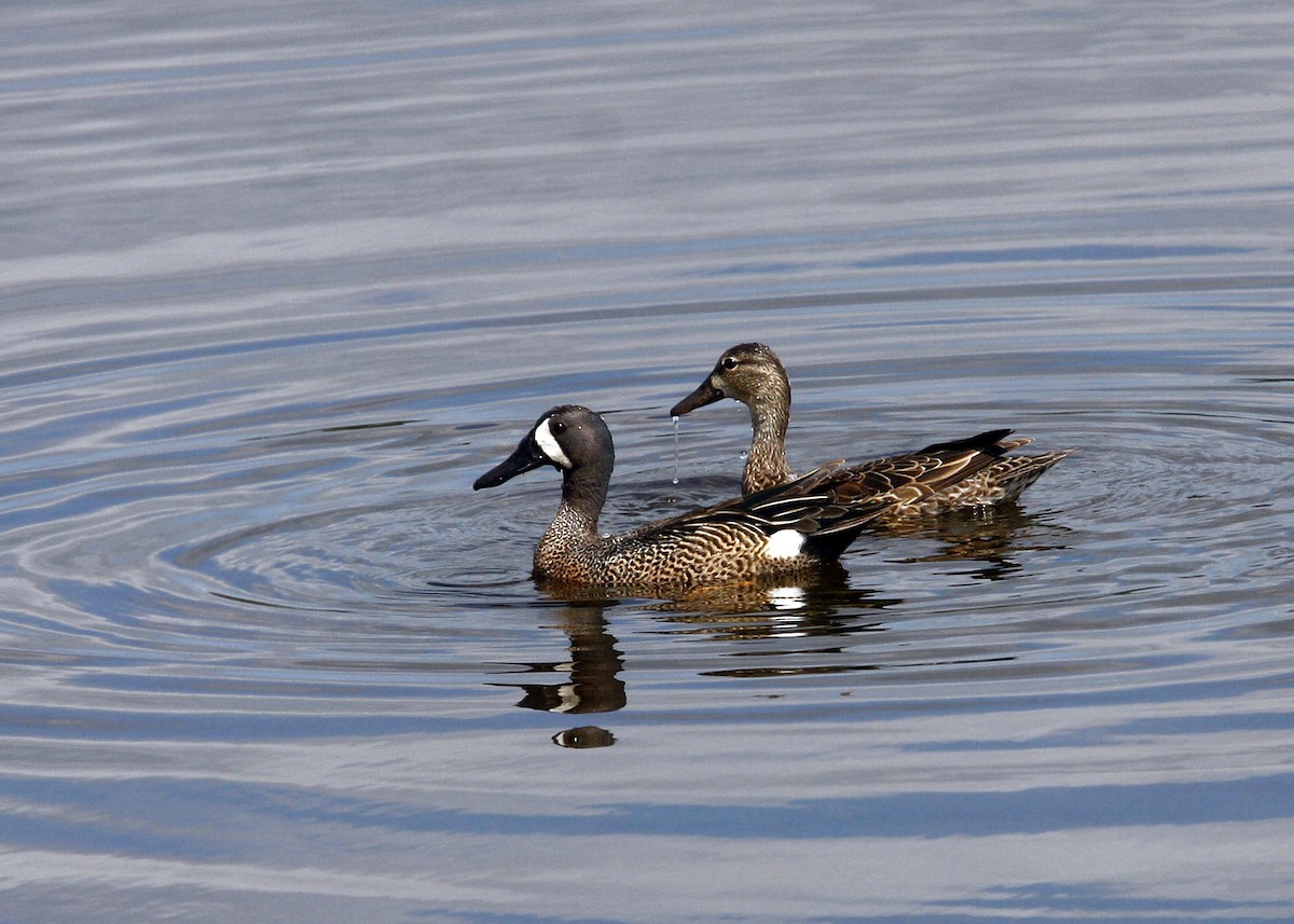 Blue-winged Teal - ML619207920