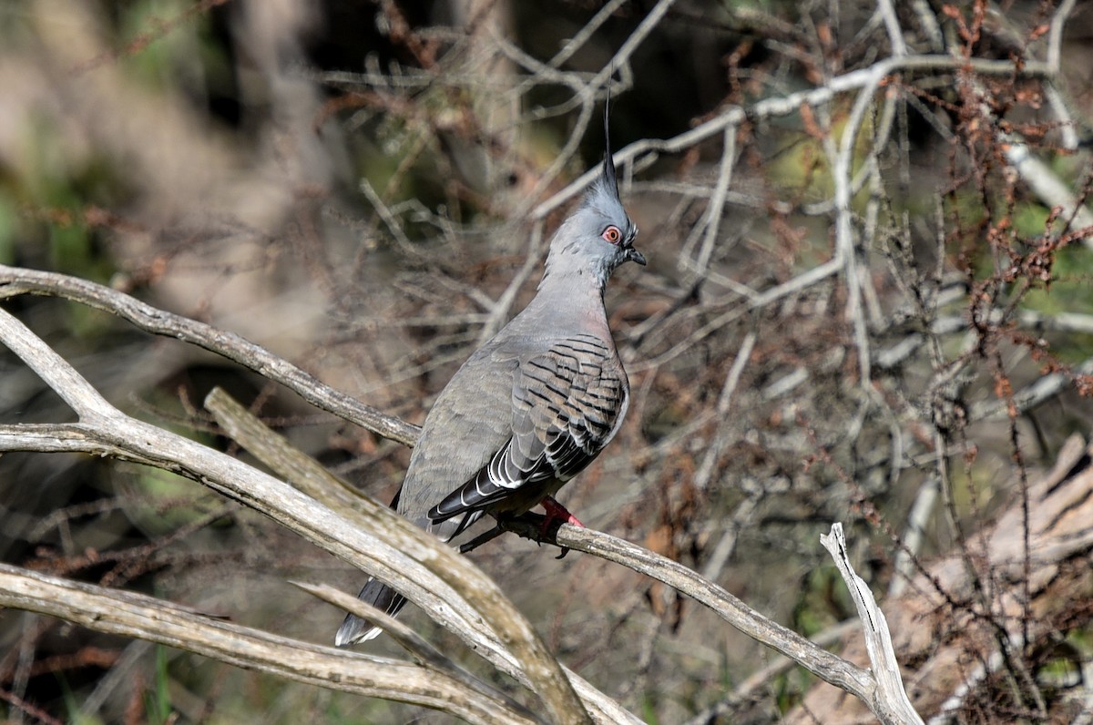 Crested Pigeon - ML619207965