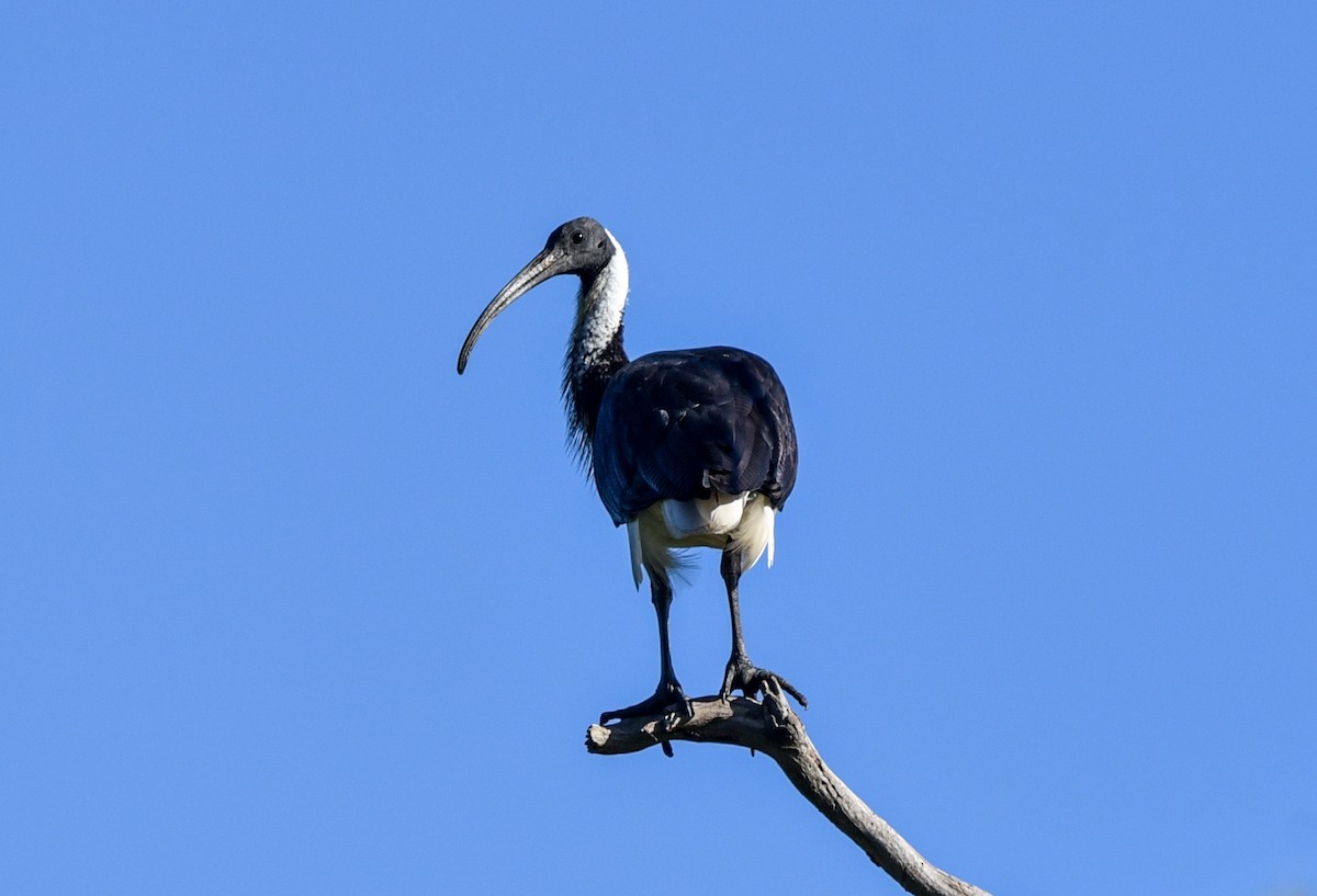 ibis slámokrký - ML619207970