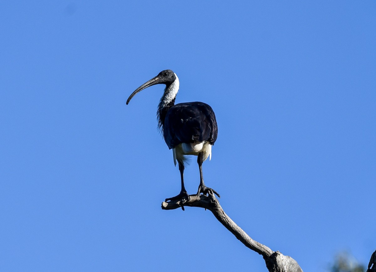 ibis slámokrký - ML619207972
