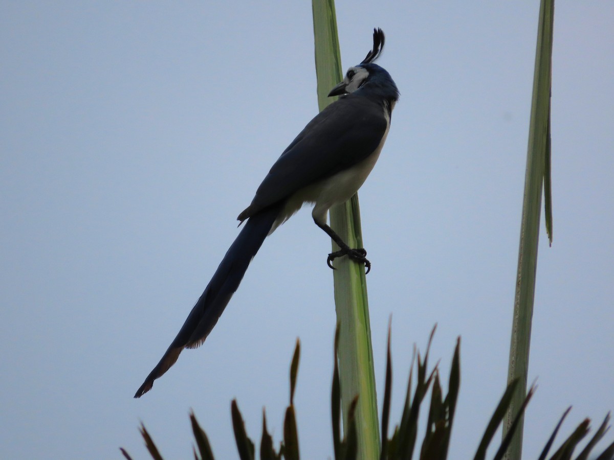 White-throated Magpie-Jay - ML619208024