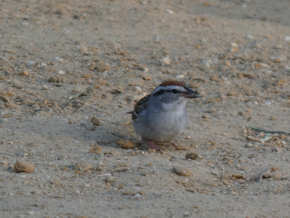 Chipping Sparrow - ML619208045