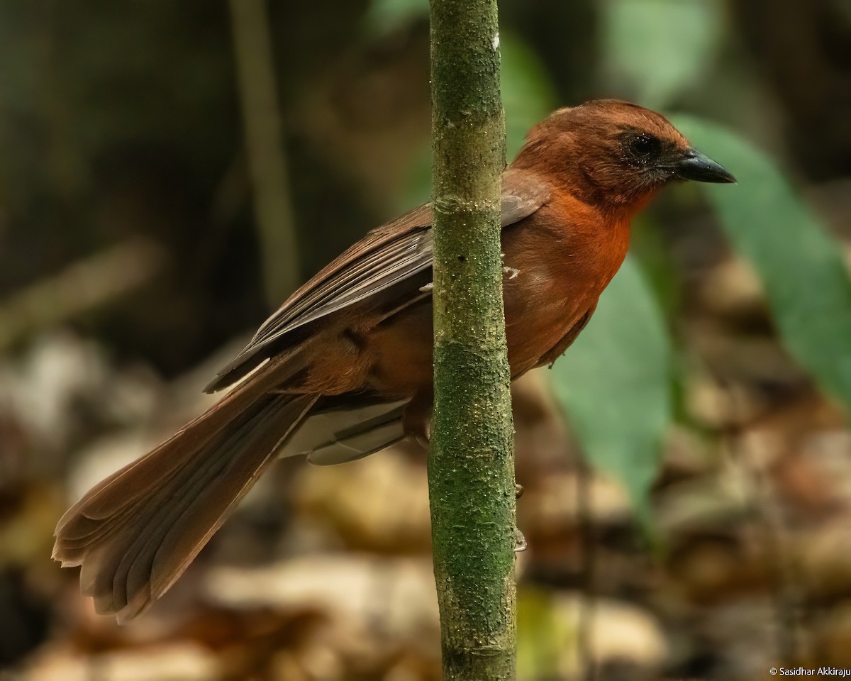 Red-throated Ant-Tanager - ML619208062