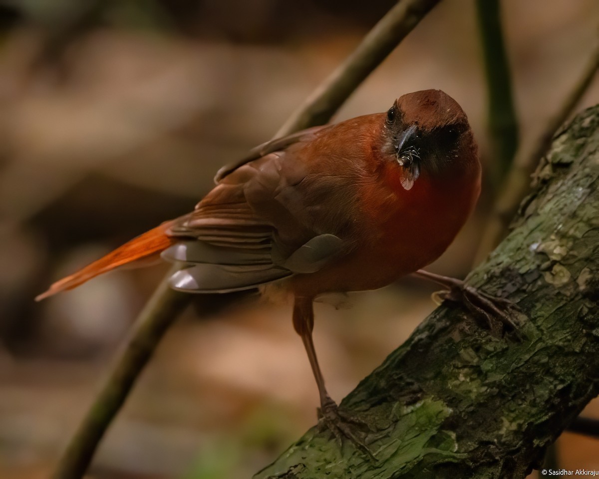 Red-throated Ant-Tanager - ML619208063