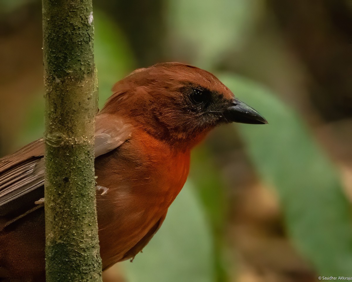 Red-throated Ant-Tanager - ML619208064