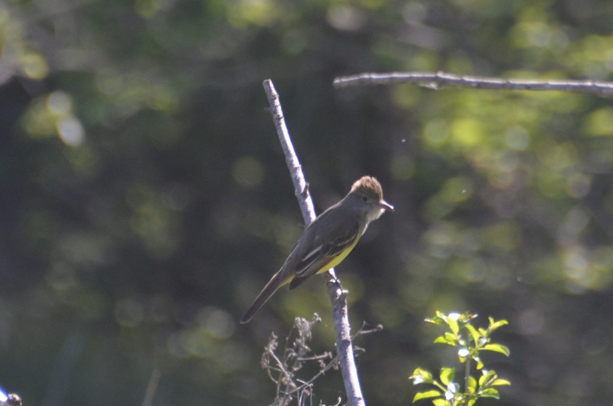 Great Crested Flycatcher - ML619208078