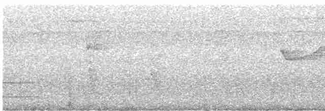 Большеголовый плосконос - ML619208136