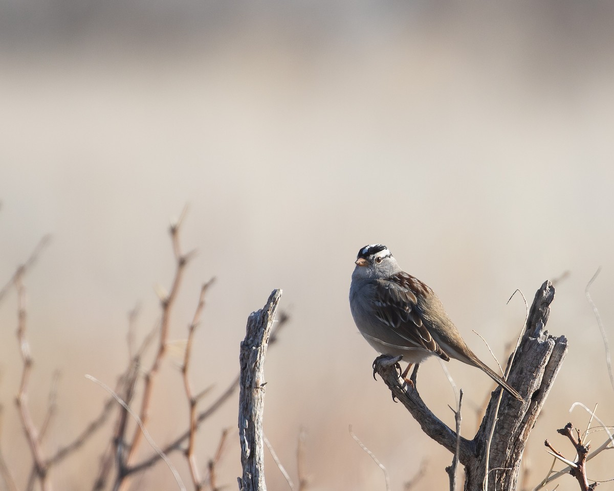 White-crowned Sparrow - ML619208155