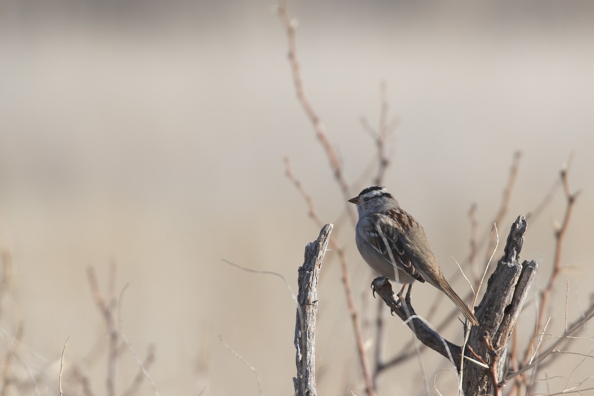 White-crowned Sparrow - ML619208156