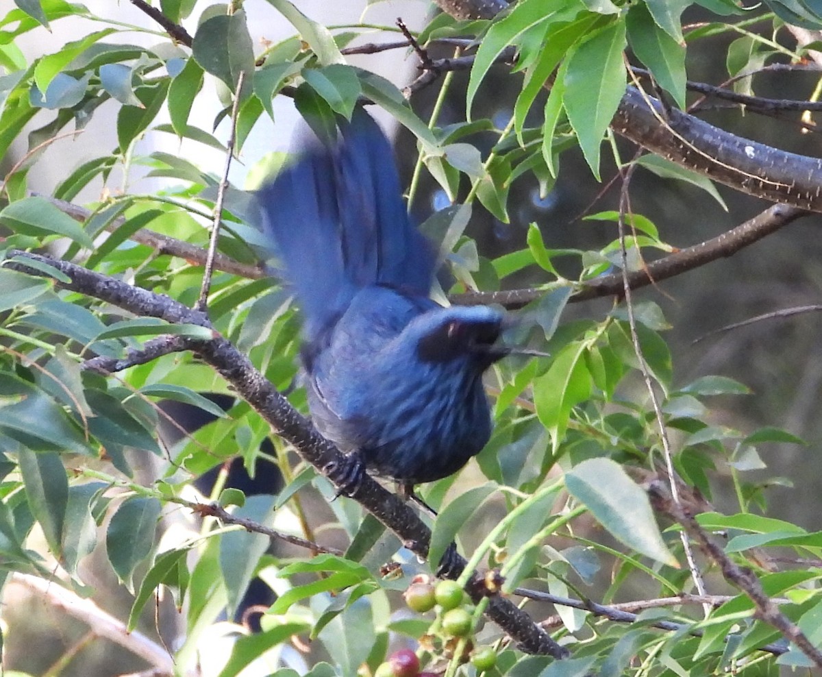 Blue Mockingbird - ML619208173