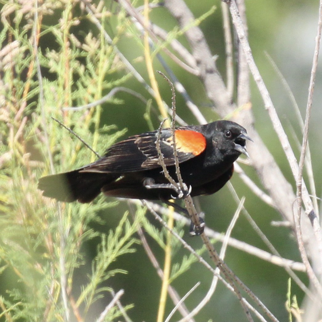 Red-winged Blackbird - ML619208181