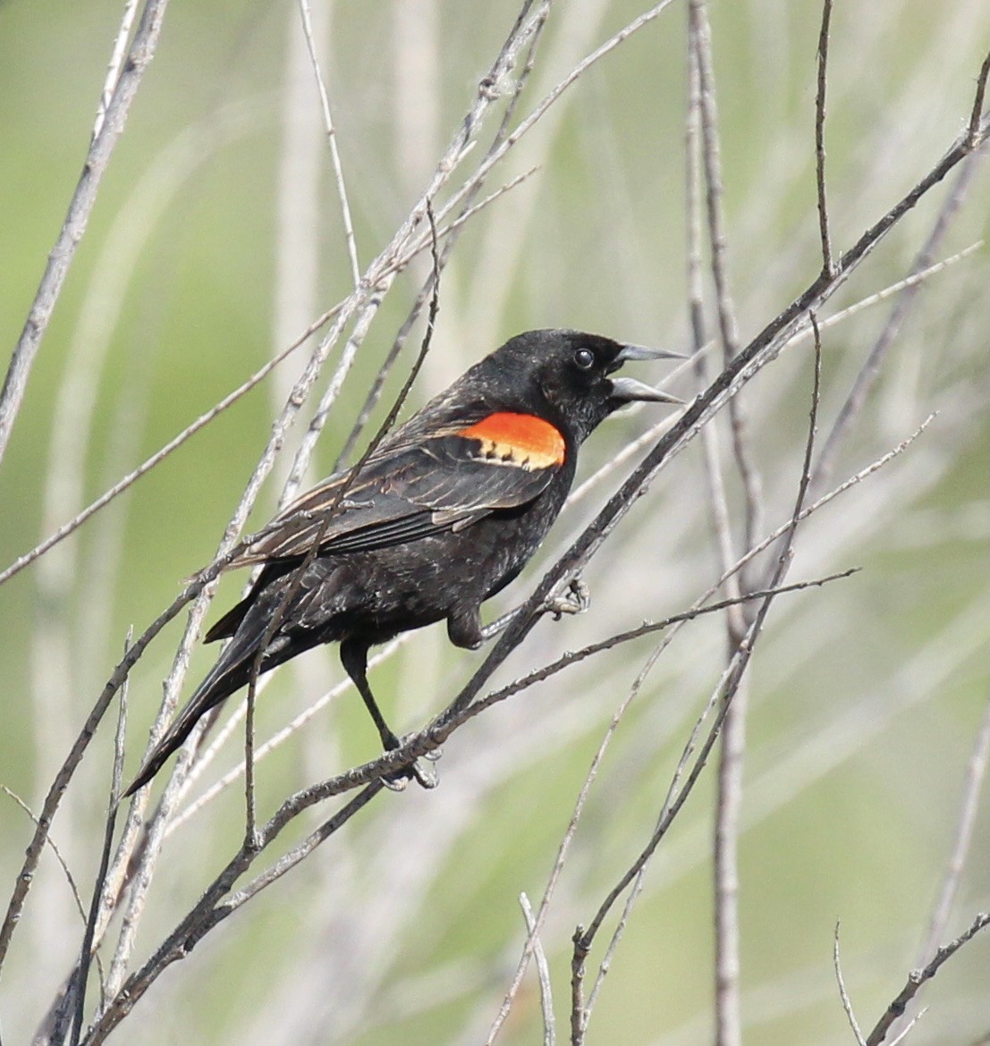 Red-winged Blackbird - ML619208186