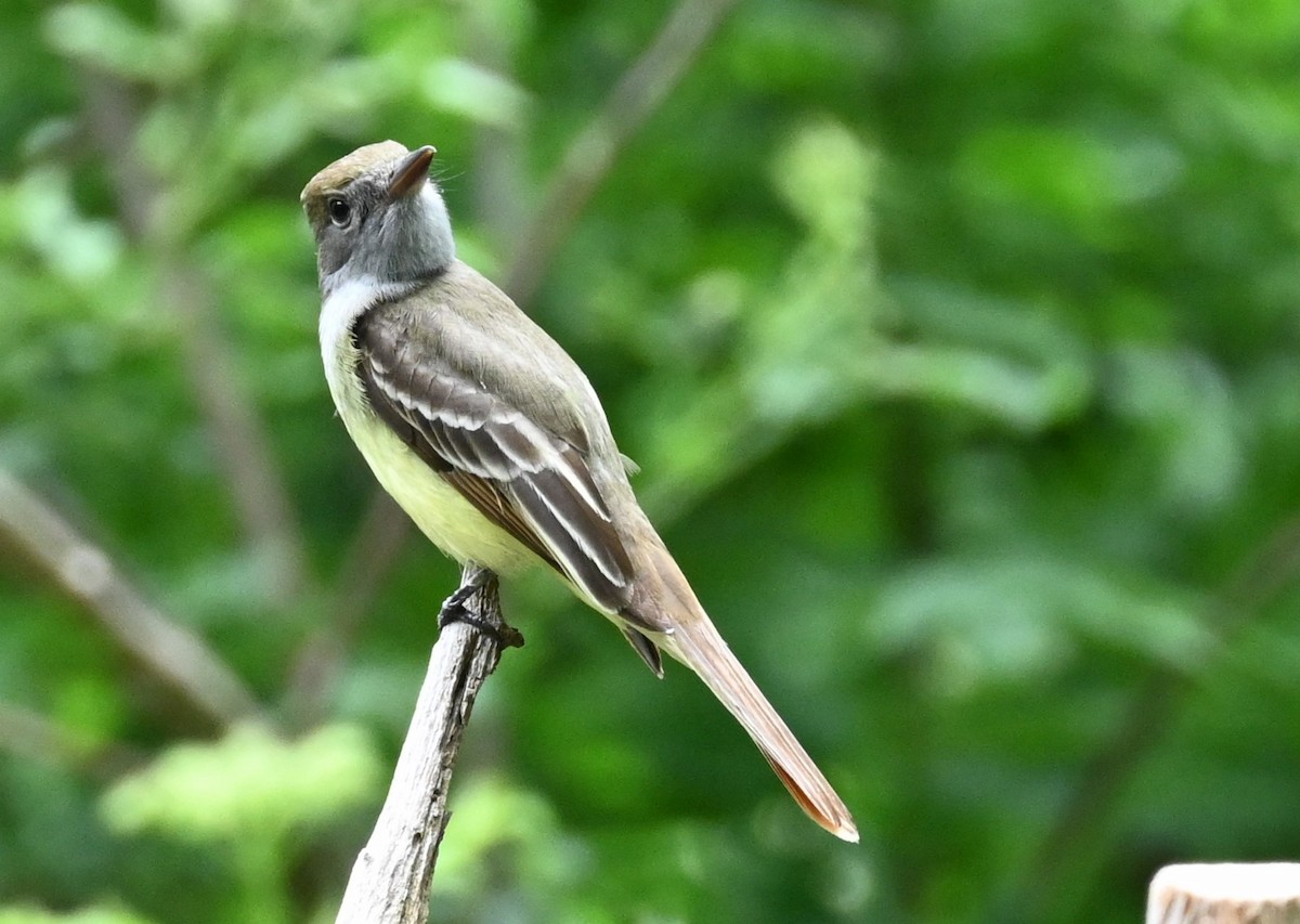 Great Crested Flycatcher - ML619208189