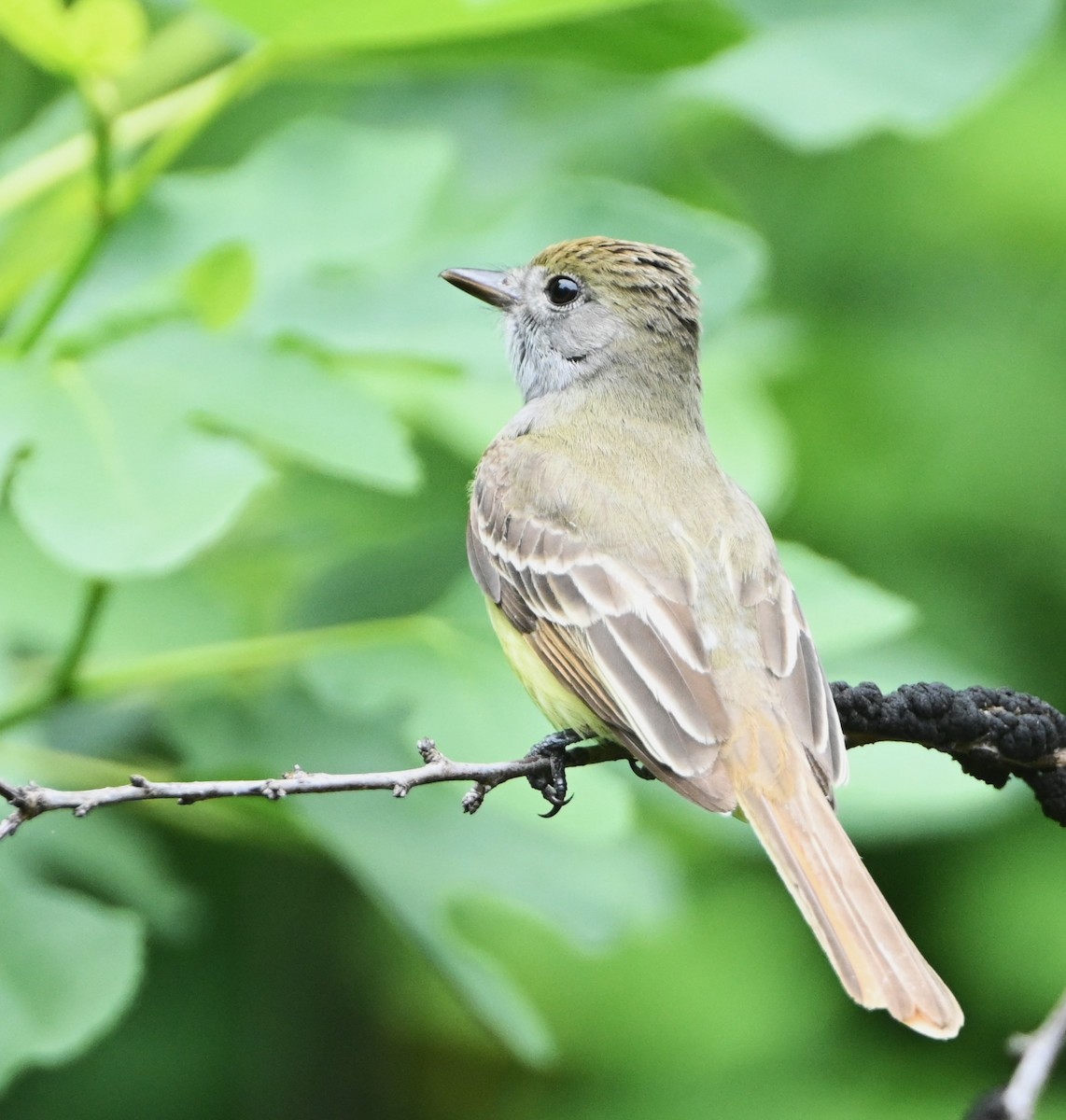 Great Crested Flycatcher - ML619208190