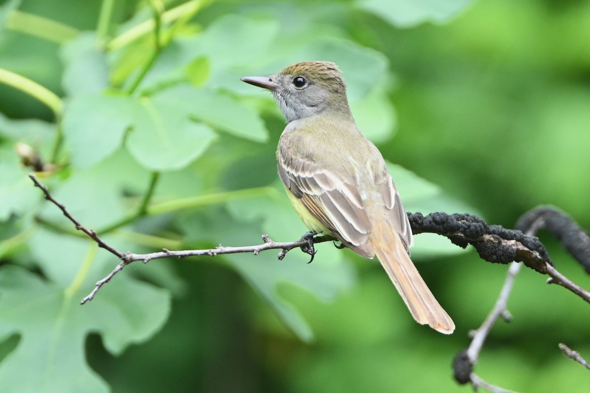 Great Crested Flycatcher - ML619208192