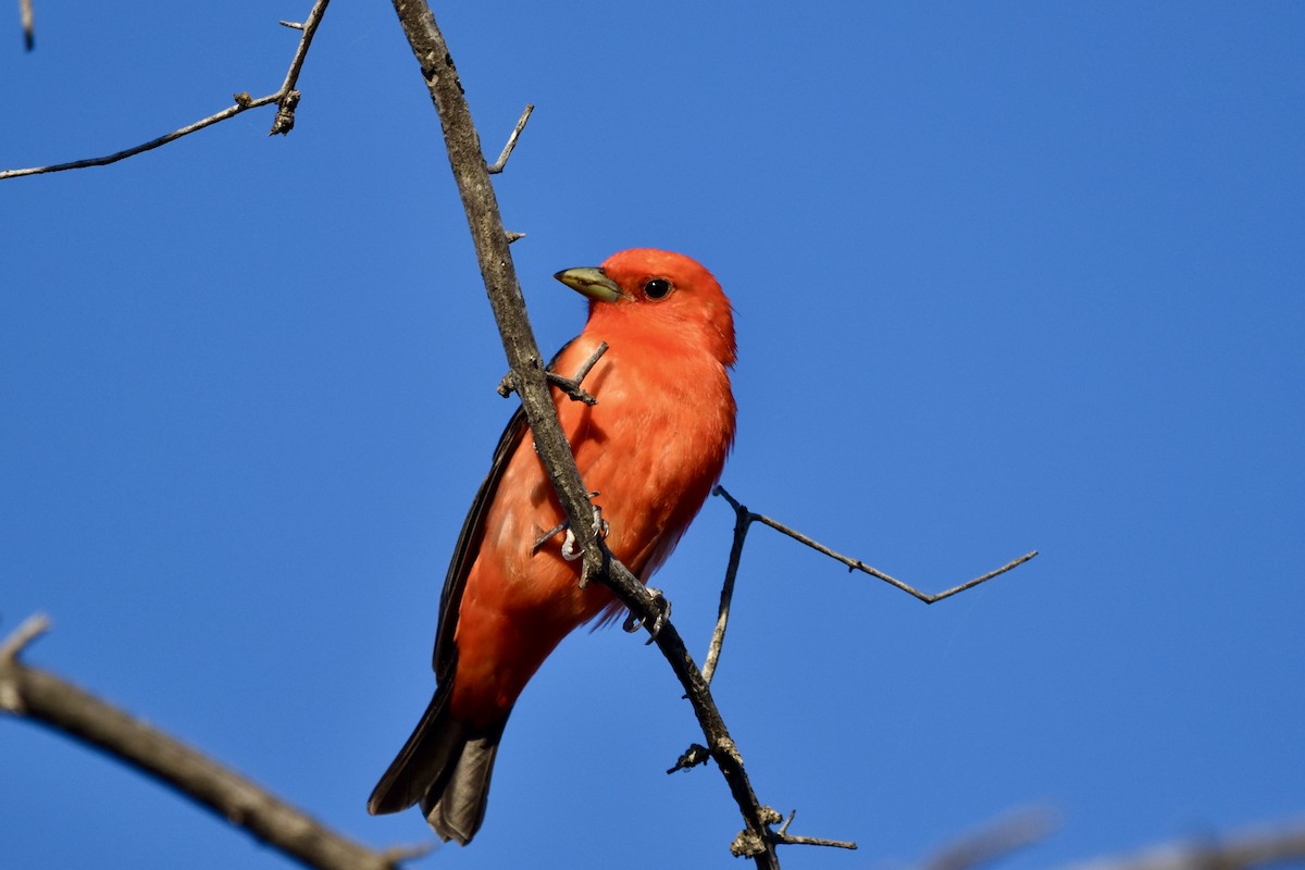 Scarlet Tanager - ML619208193