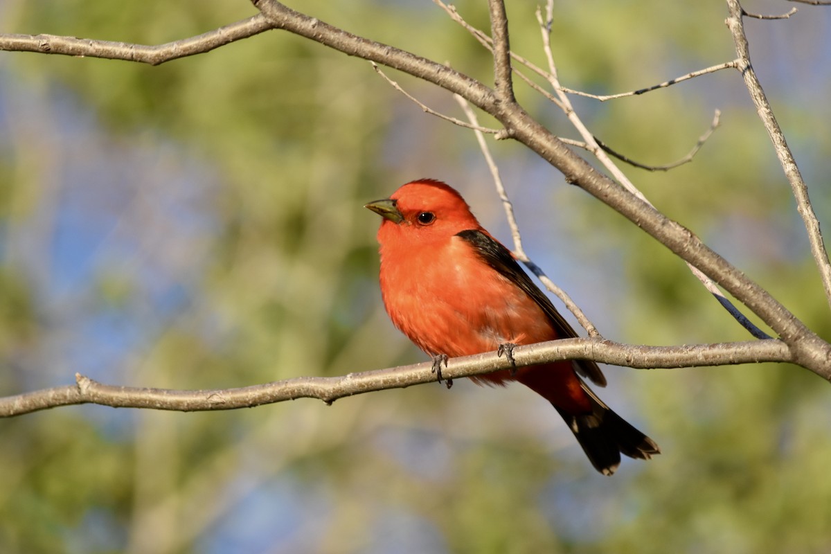 Scarlet Tanager - ML619208194