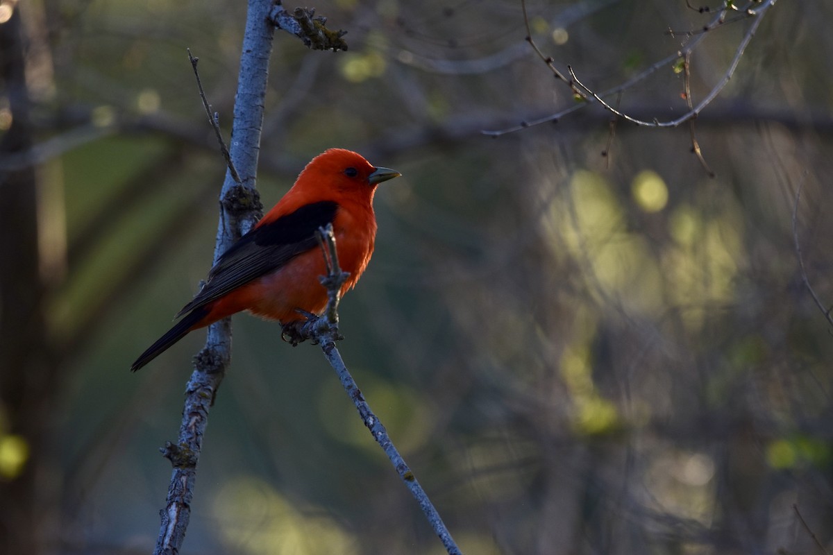 Scarlet Tanager - ML619208195