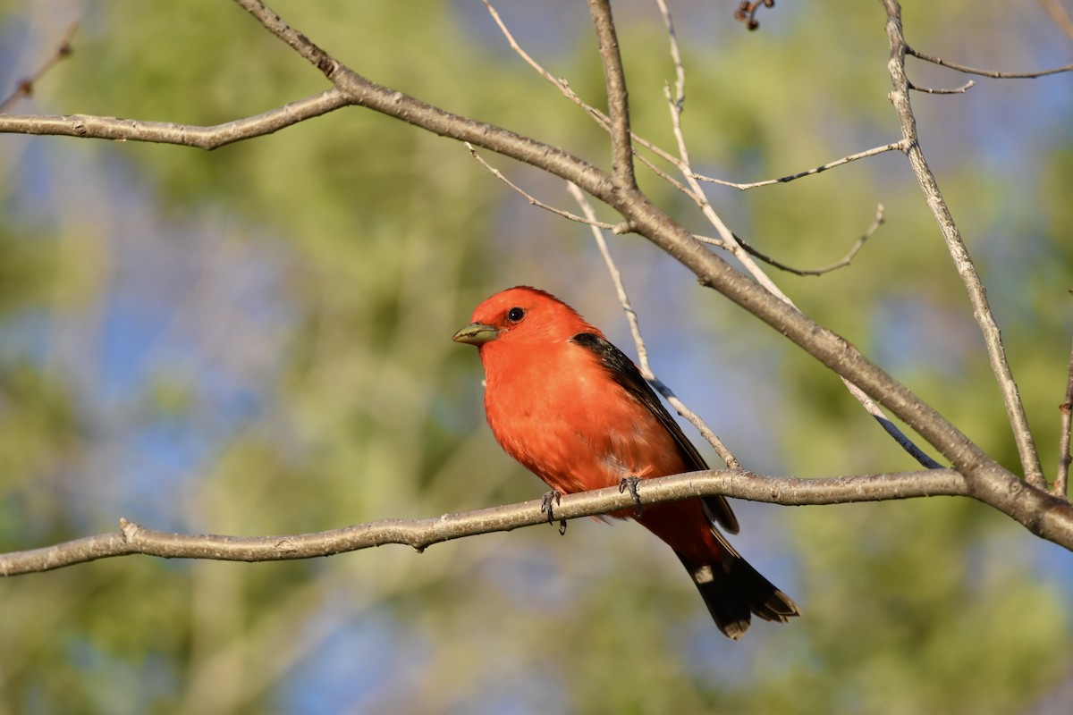 Scarlet Tanager - ML619208196
