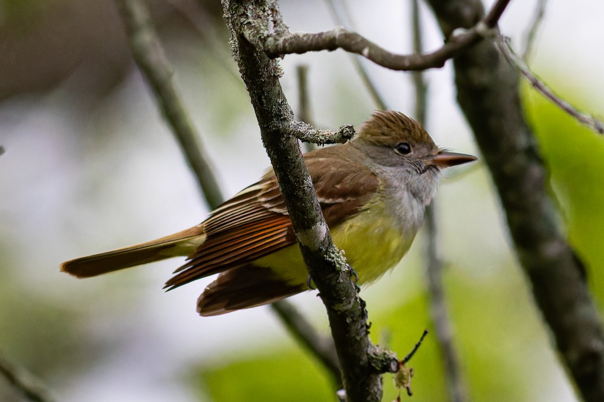 Great Crested Flycatcher - ML619208265
