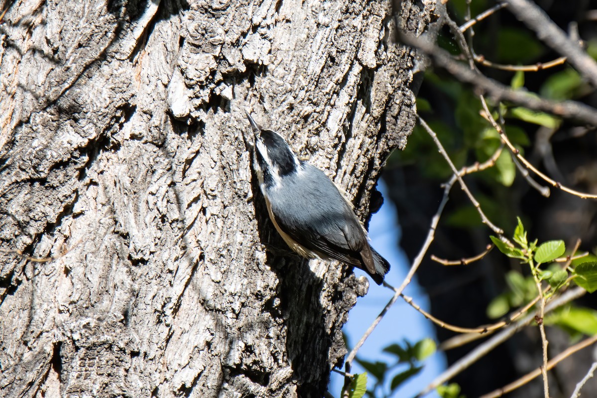Red-breasted Nuthatch - ML619208267