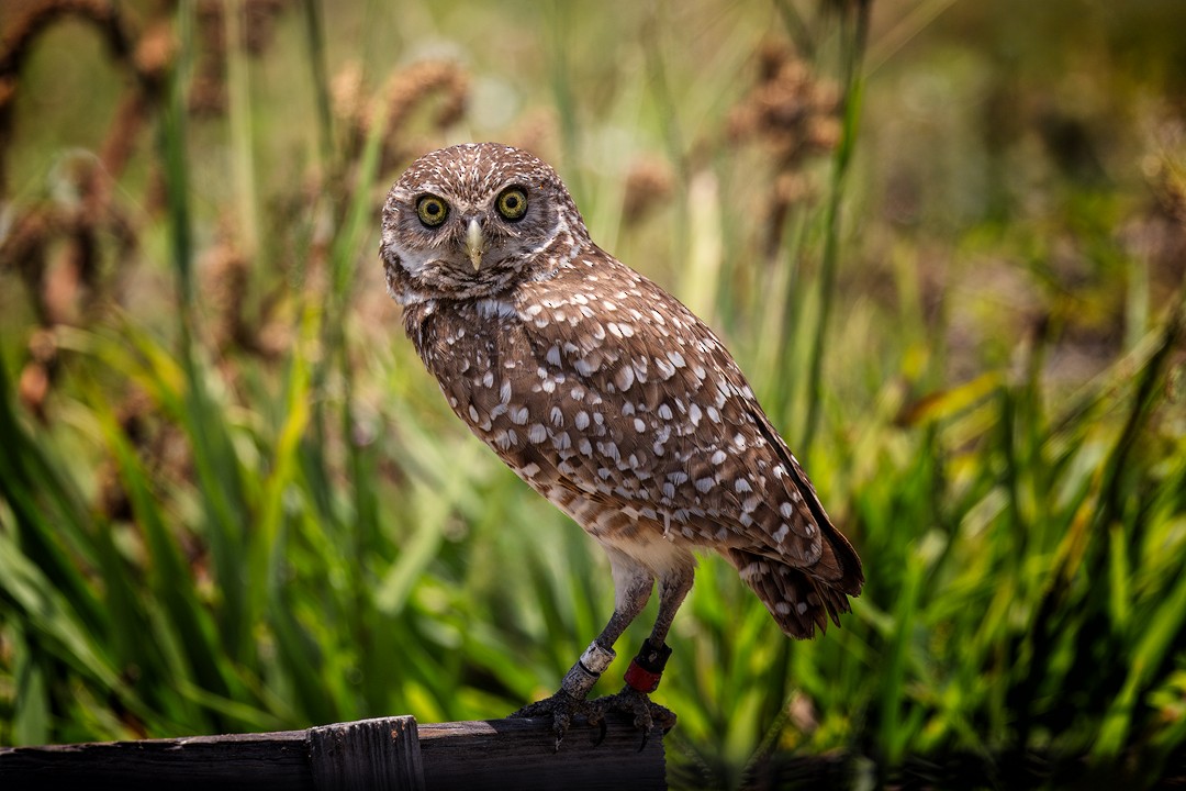 Burrowing Owl - ML619208296