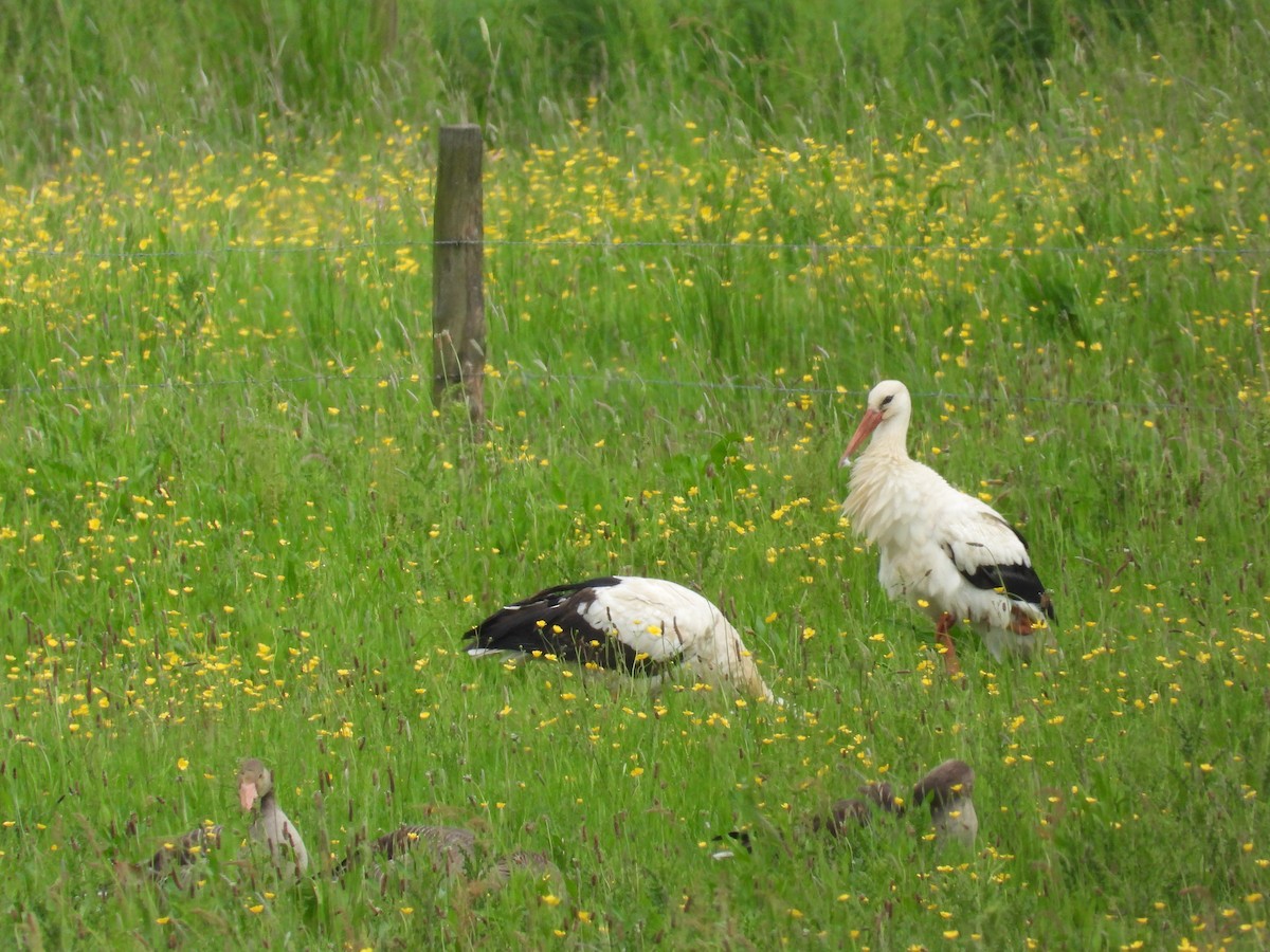 White Stork - ML619208298