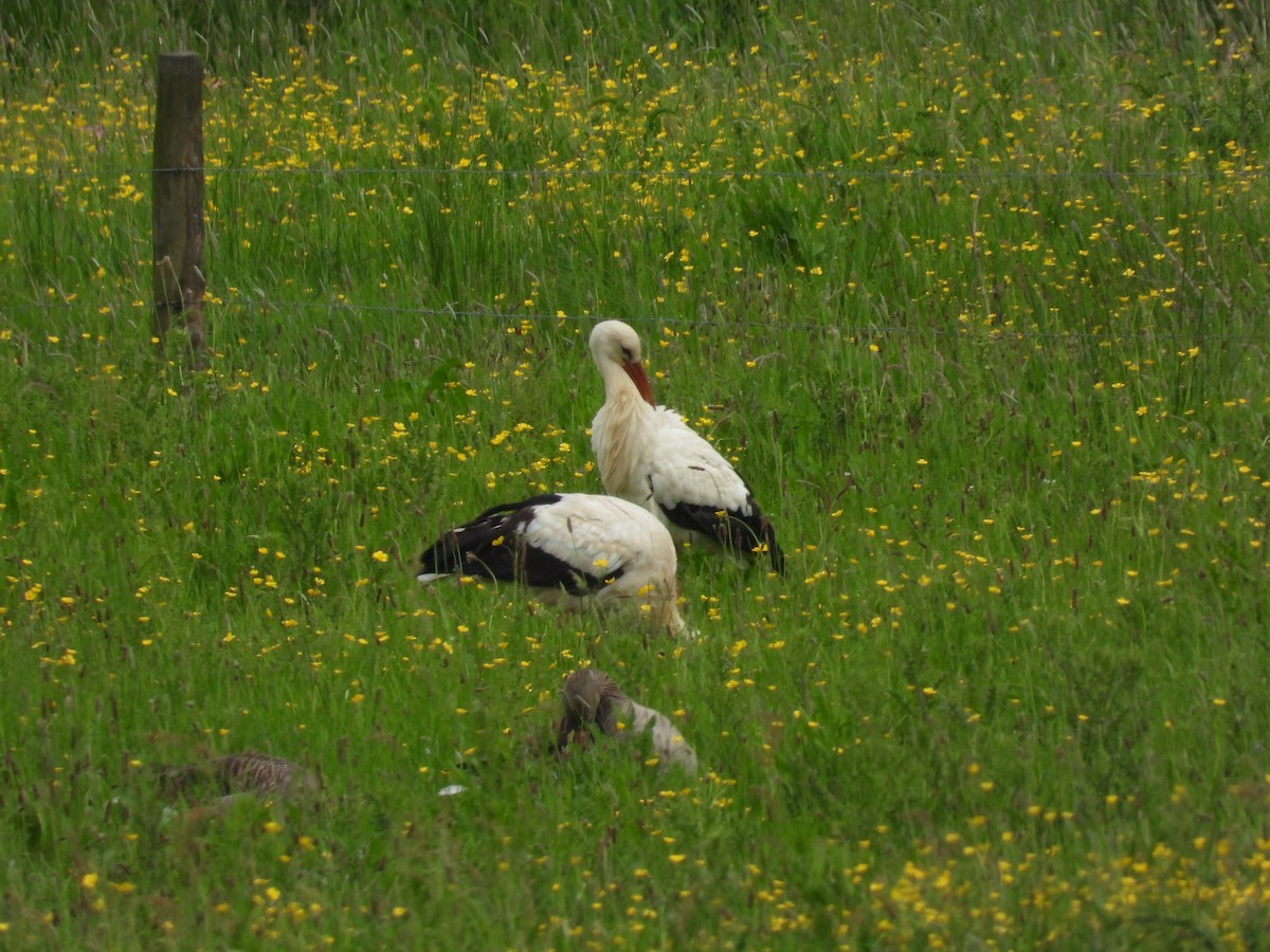 White Stork - ML619208299