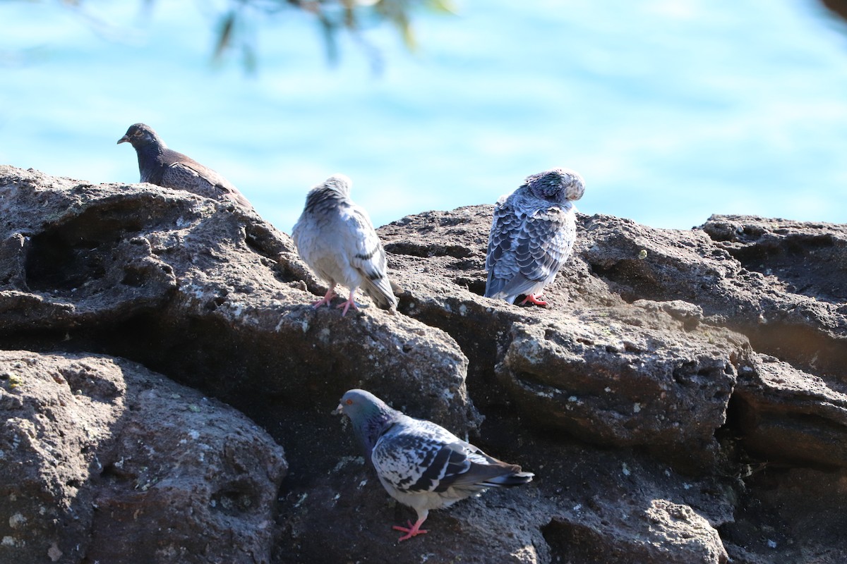 Rock Pigeon (Feral Pigeon) - ML619208307