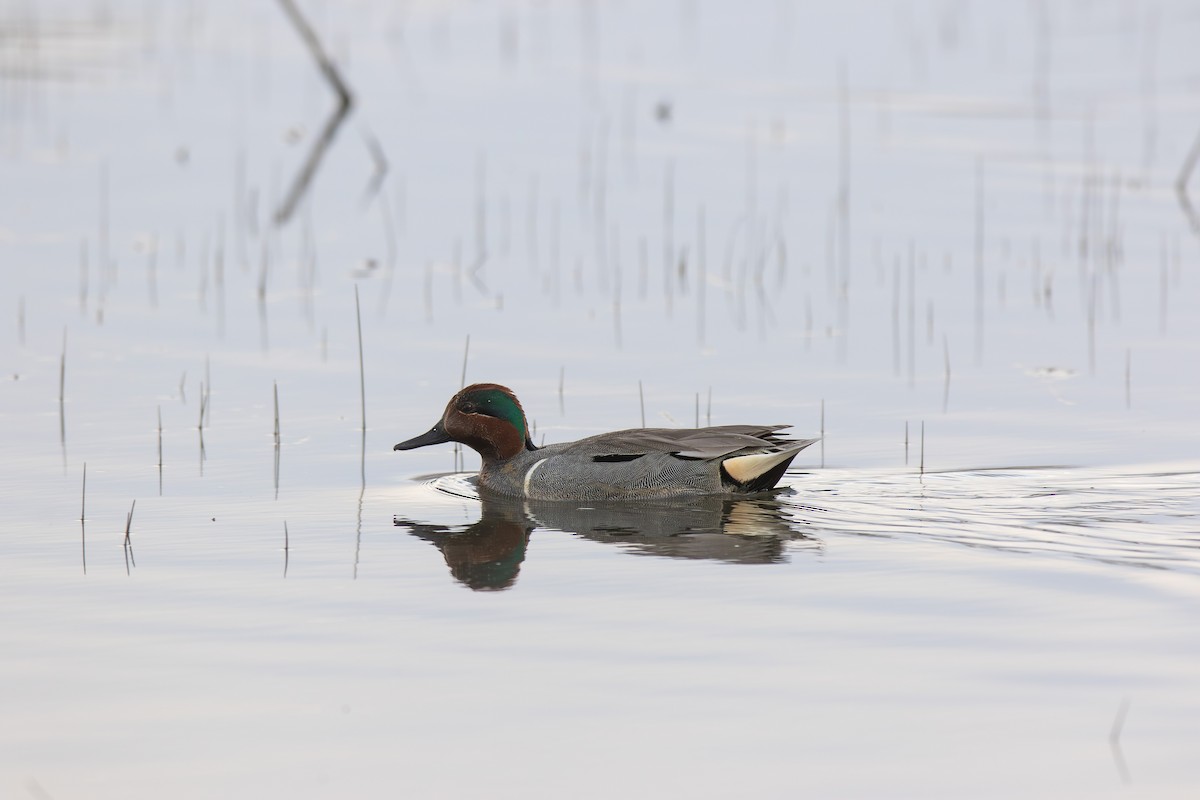 Green-winged Teal - ML619208361