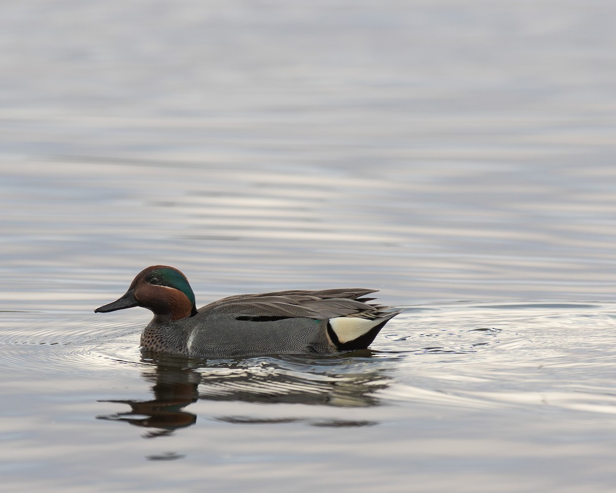 Green-winged Teal - ML619208362