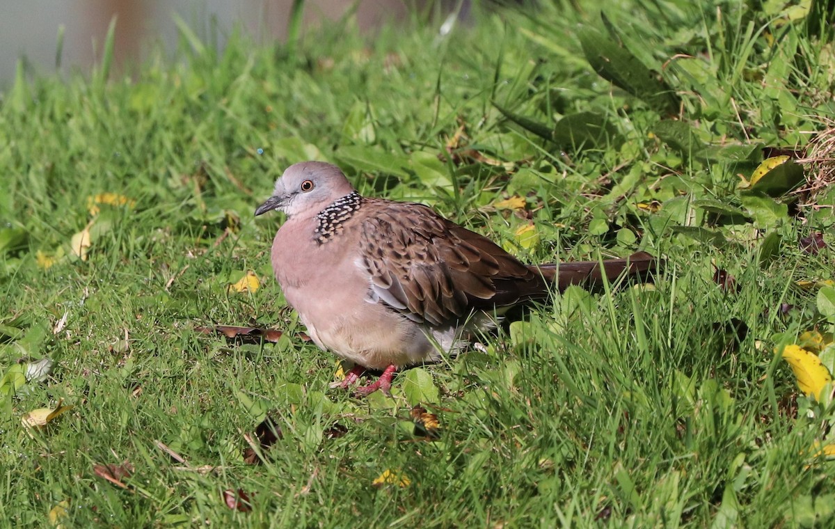 Spotted Dove - ML619208363