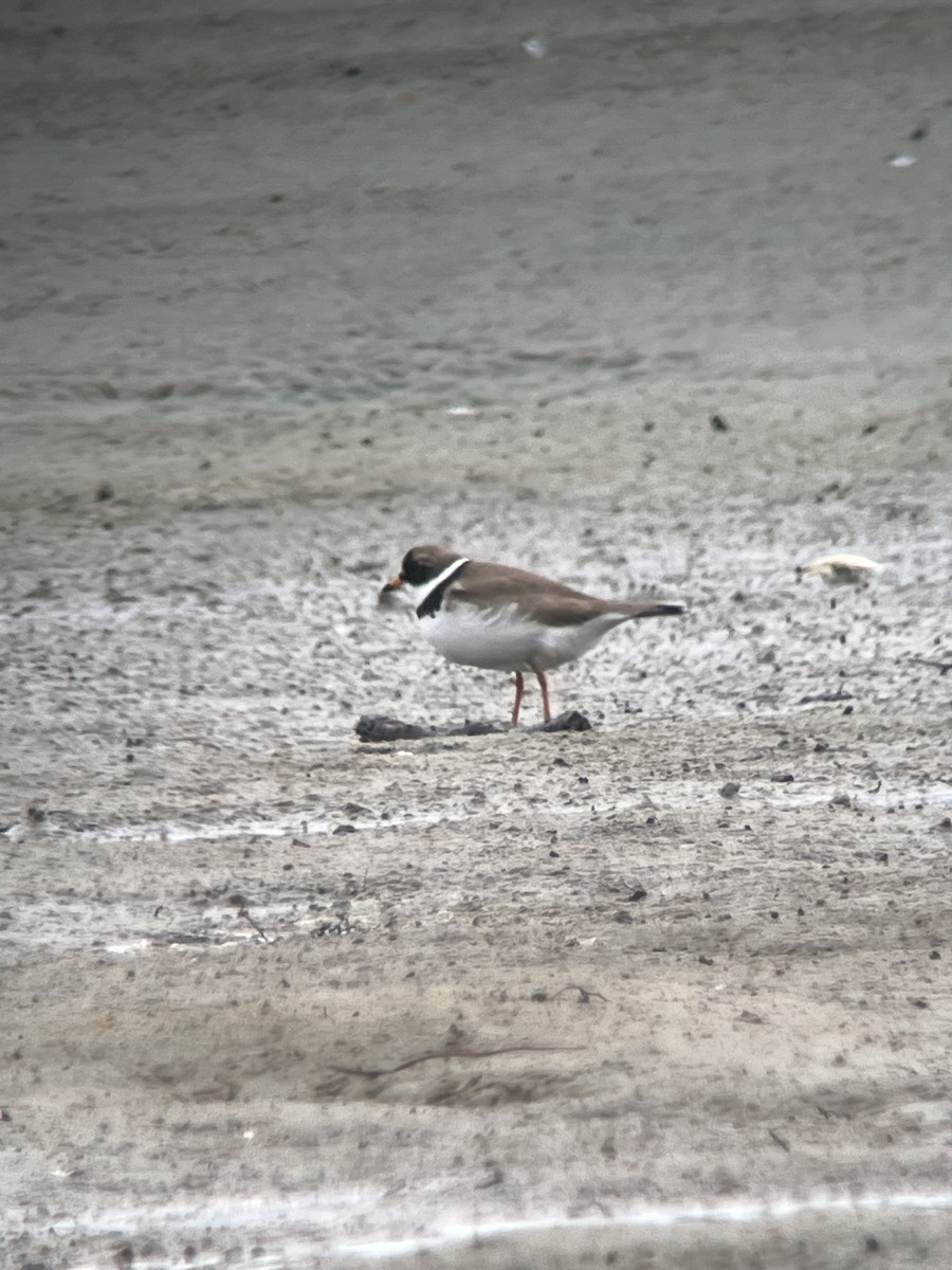 Semipalmated Plover - ML619208401