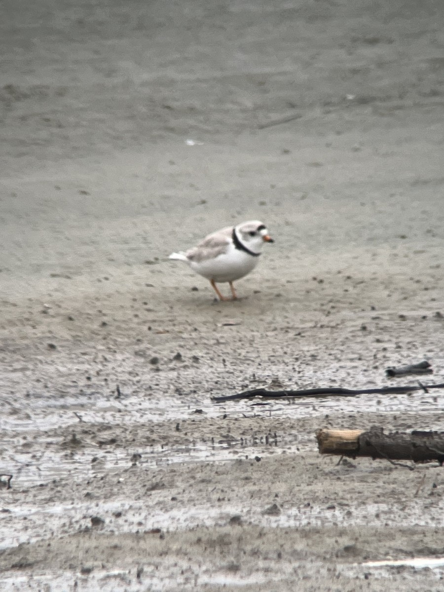 Piping Plover - ML619208411