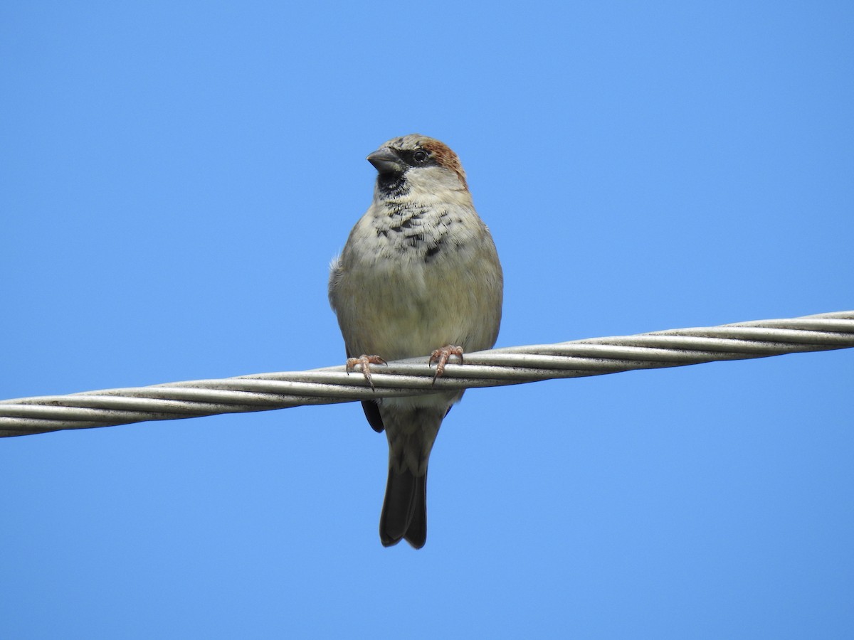 House Sparrow - ML619208446