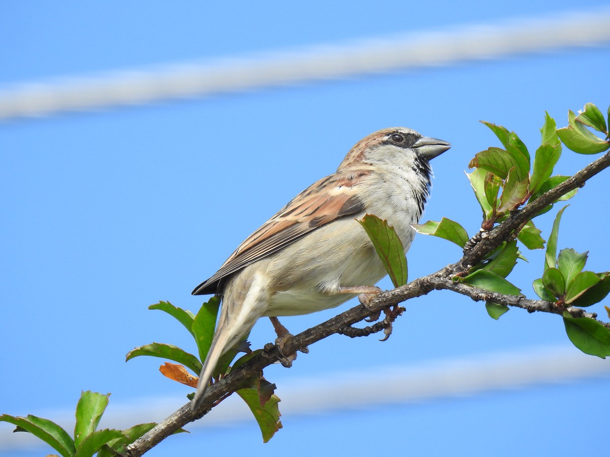 House Sparrow - ML619208470